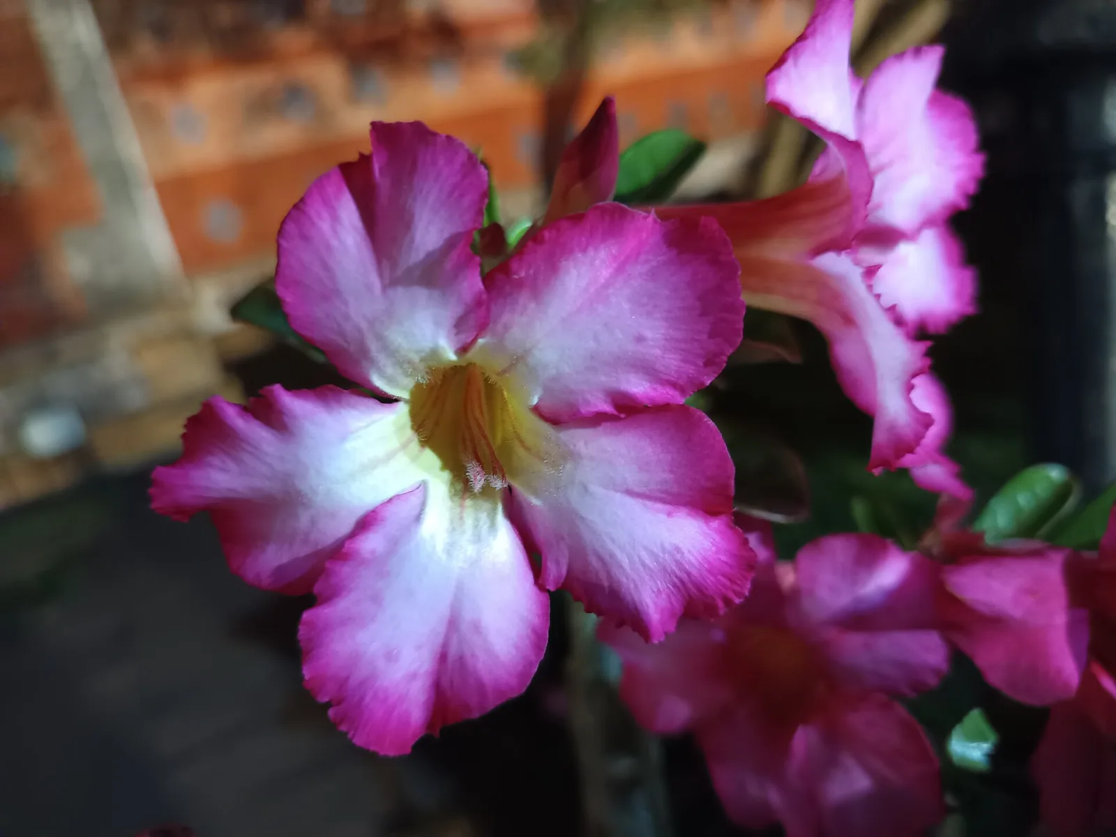 Adenium obesum Black Bird