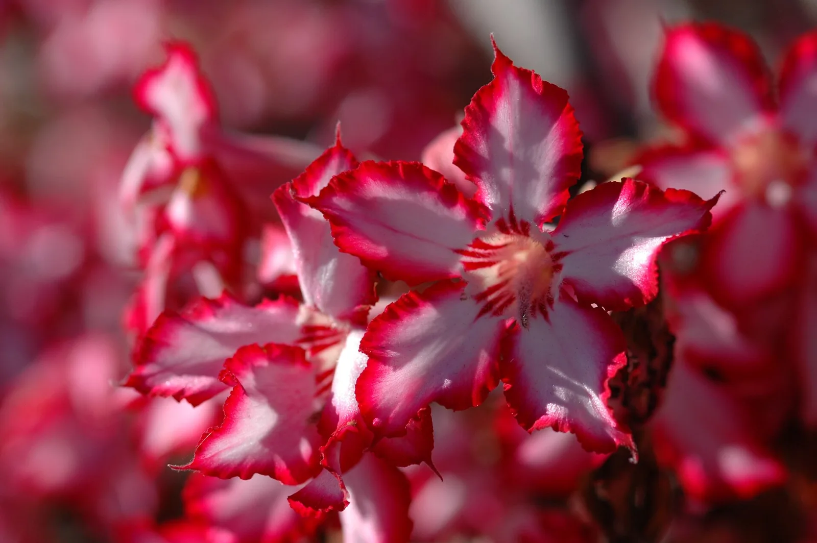 Adenium multiflorum