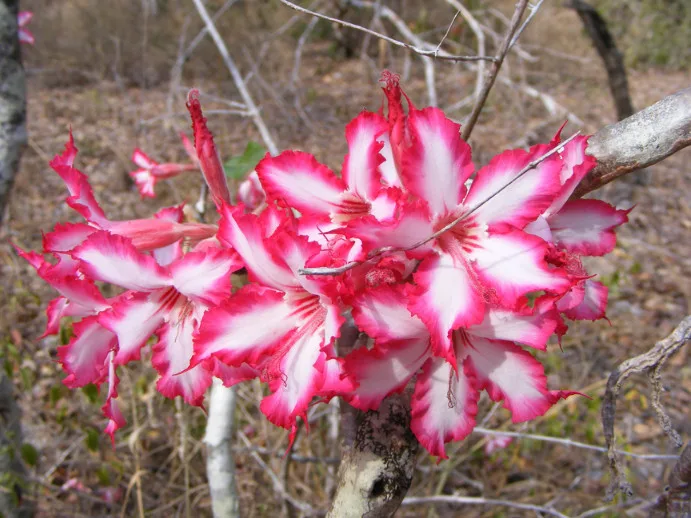 Adenium multiflorum