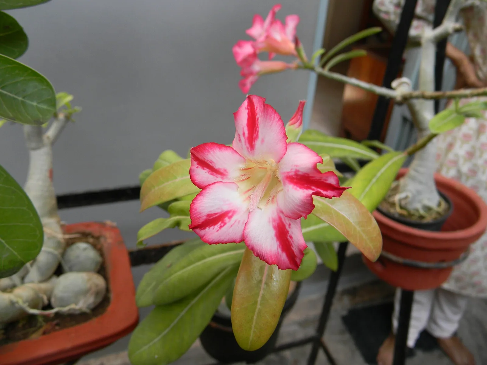 Adenium obesum Wormwhole