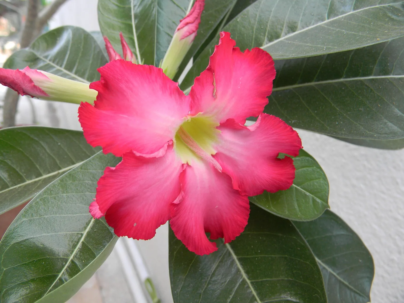 Adenium obesum Fire Stone
