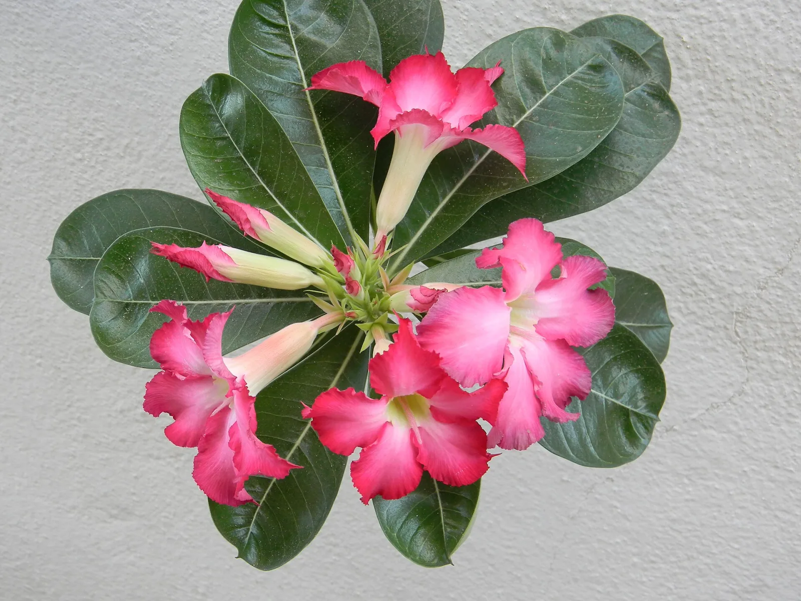 Adenium obesum Wanida