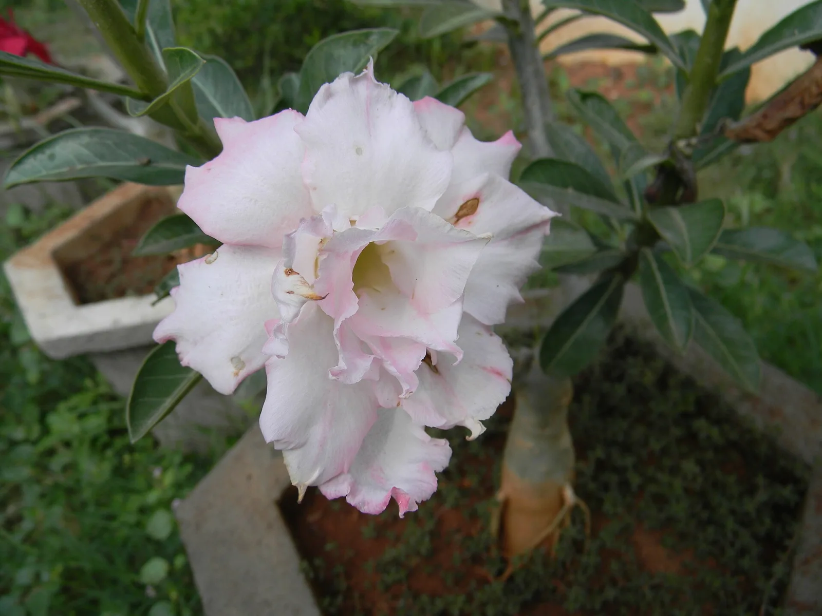 Adenium obesum Whitehouse