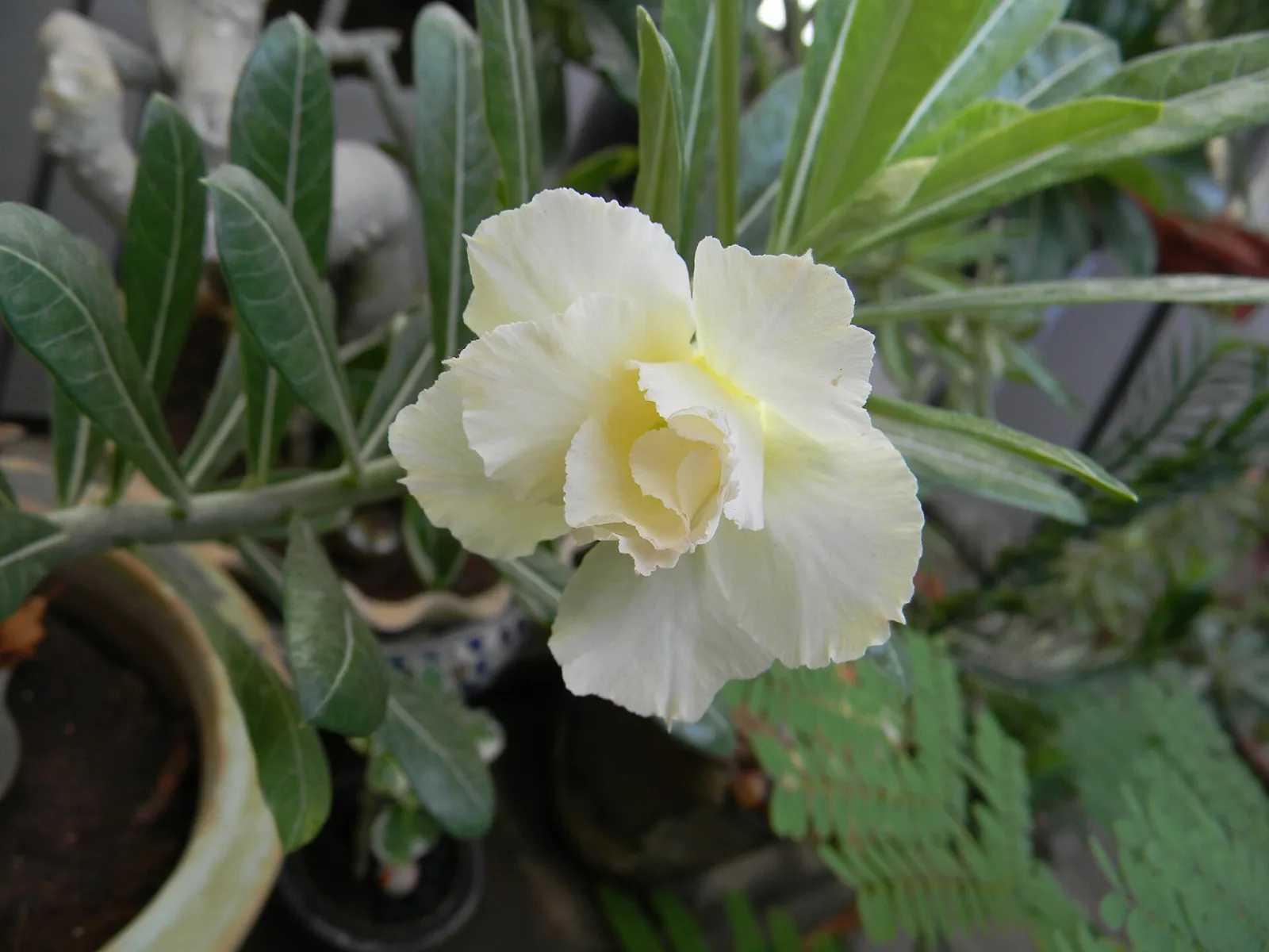 Adenium obesum Luangpaumsap
