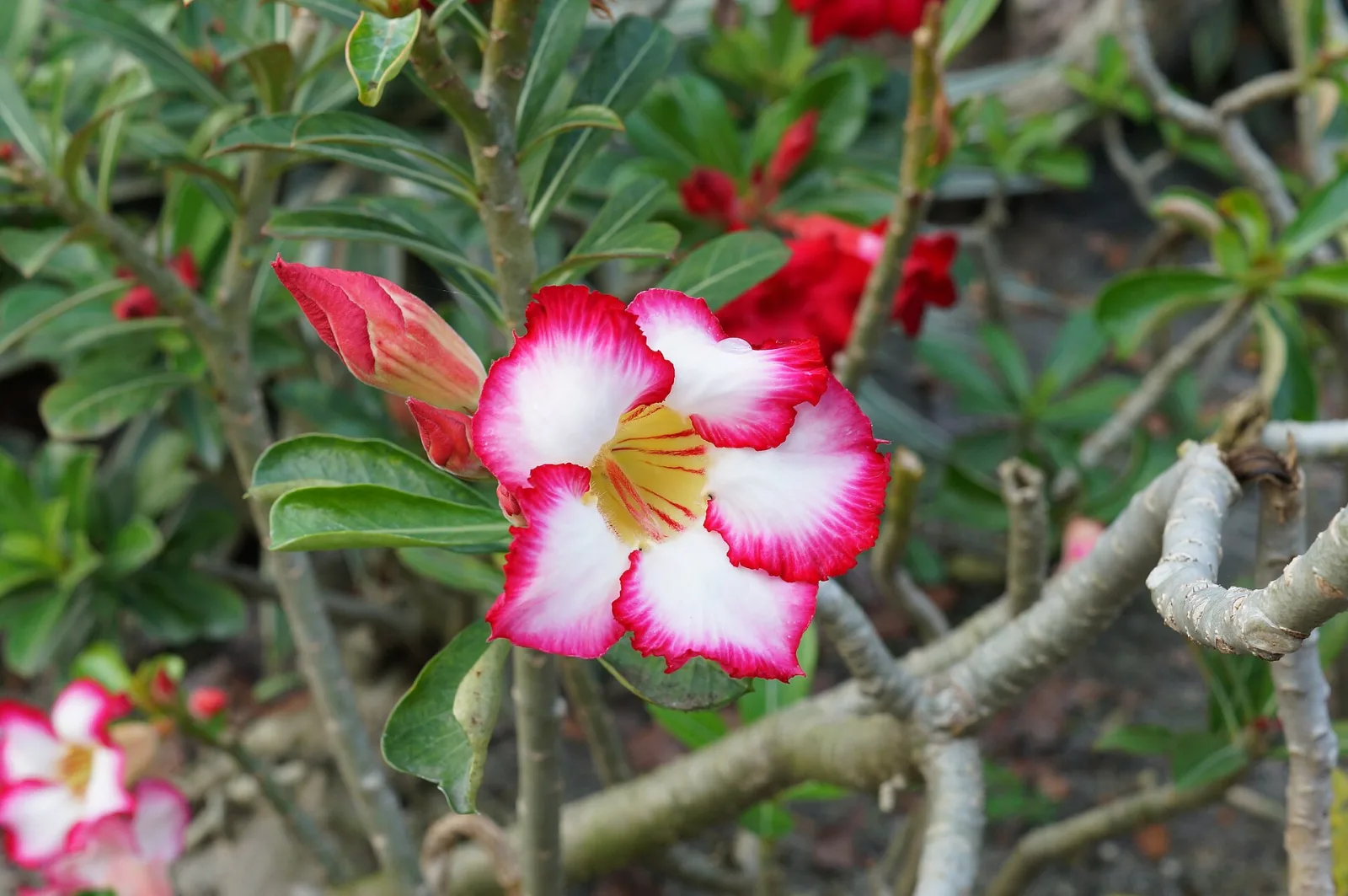 Adenium obesum Curly Lace