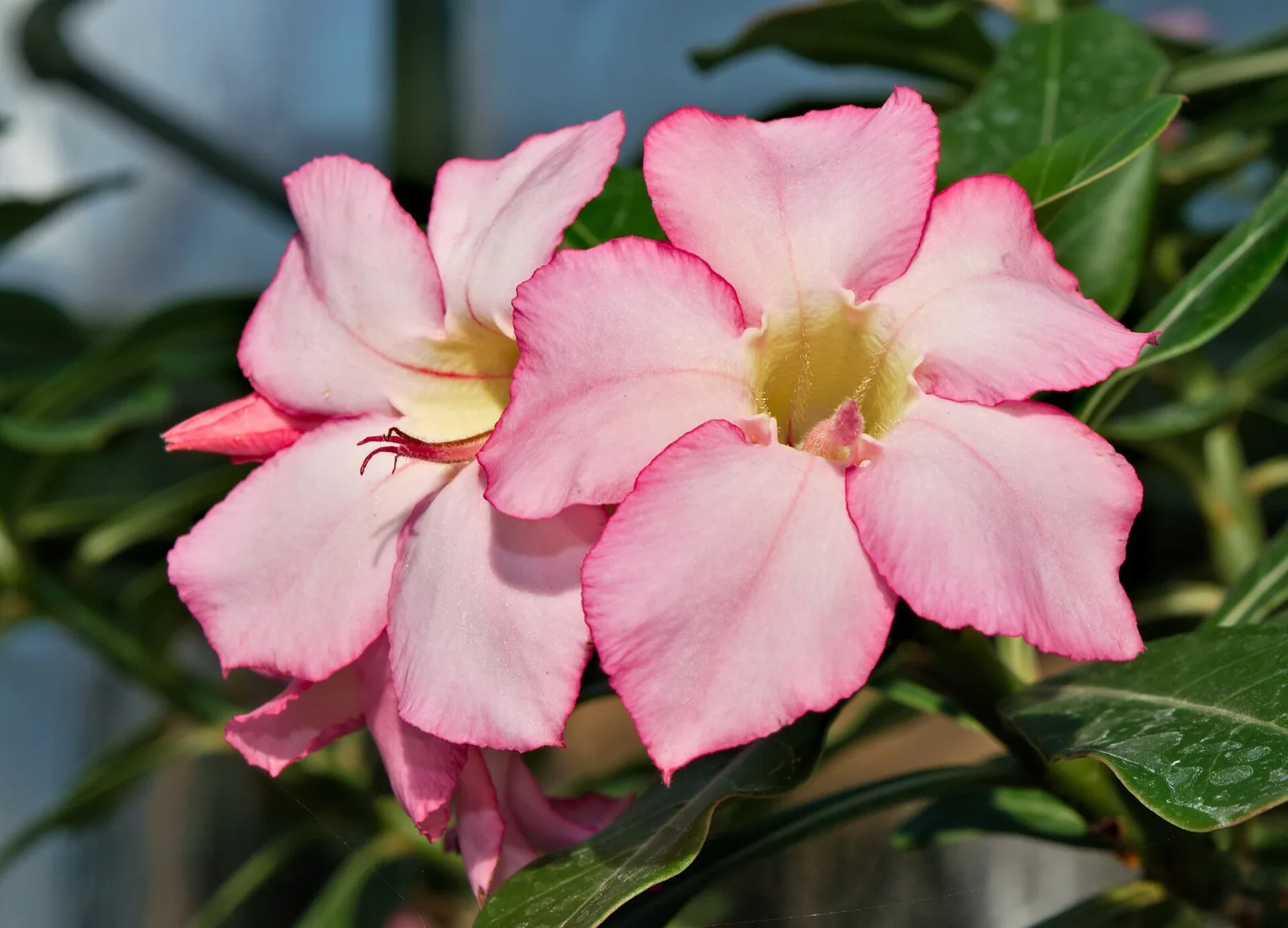 Adenium obesum Pinkpanter