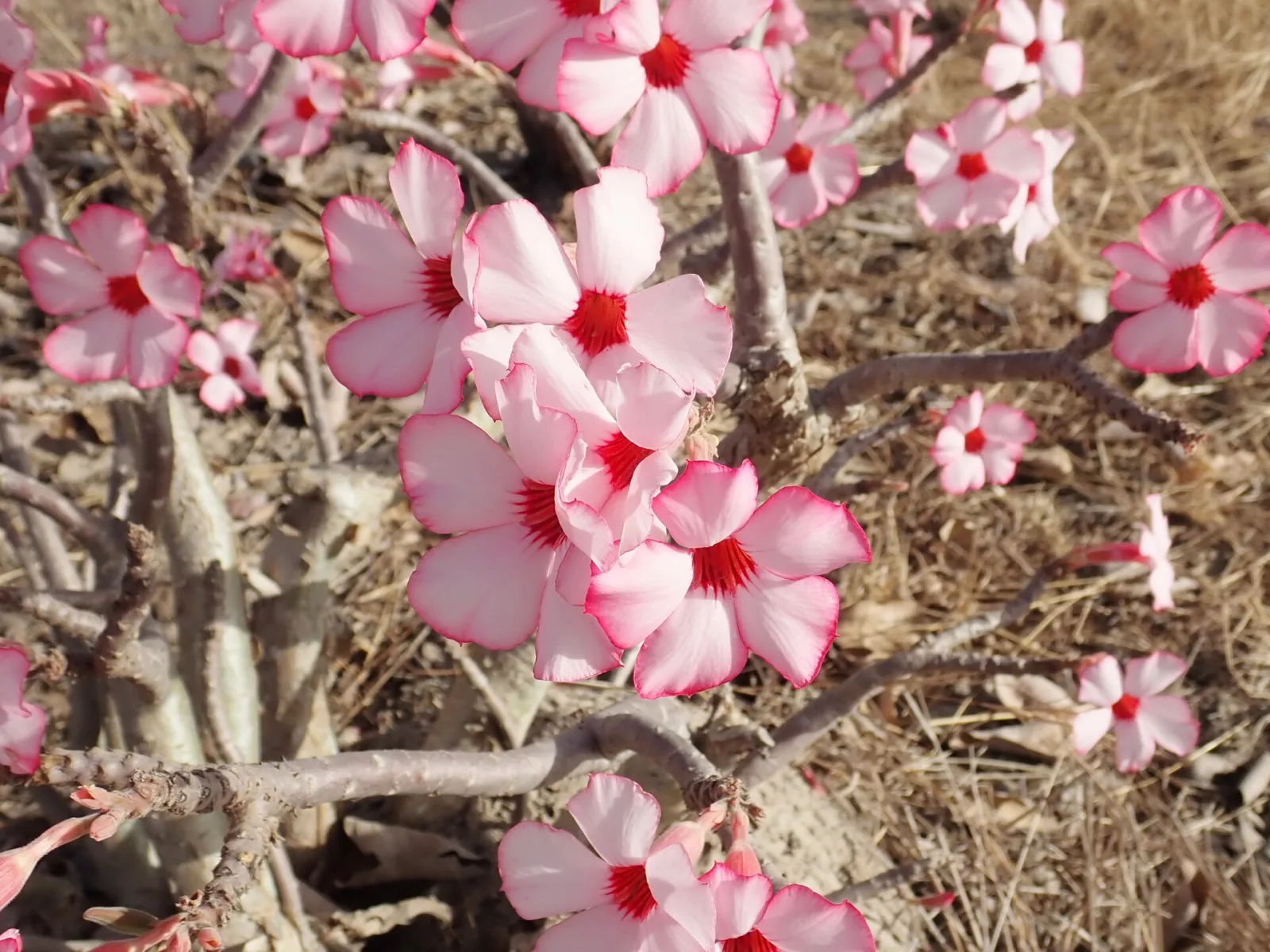 Adenium obesum Rosemarie
