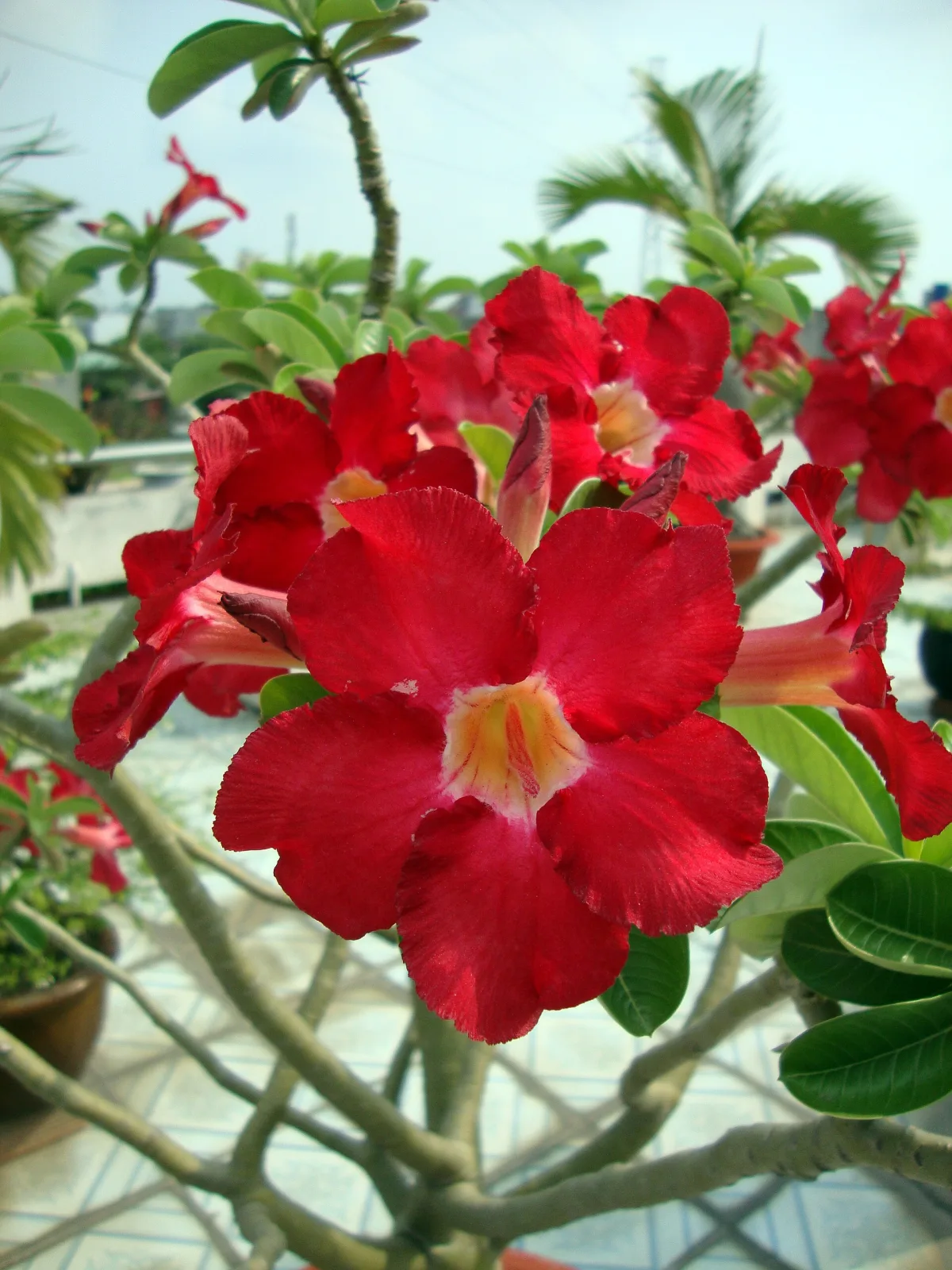 Adenium obesum Money