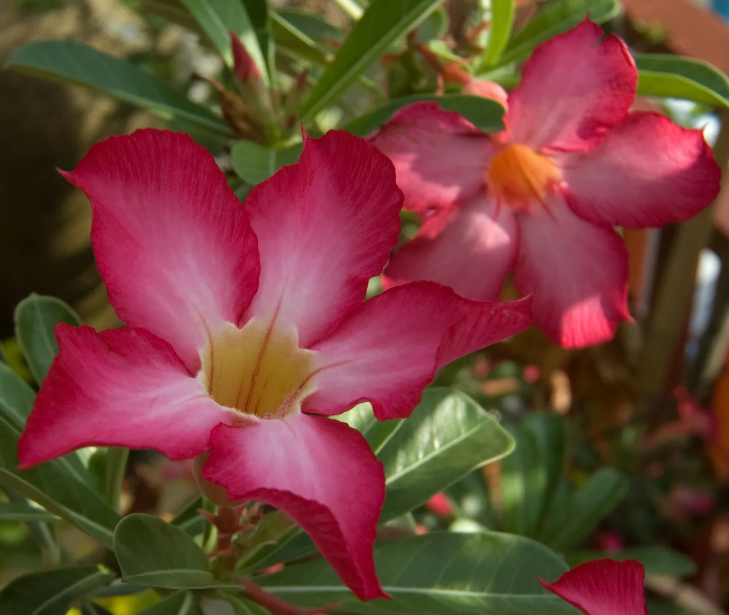 Adenium obesum Mary Poppins