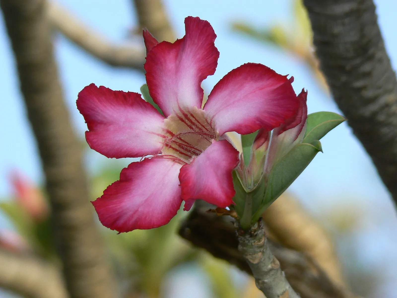 Adenium obesum Doungdee