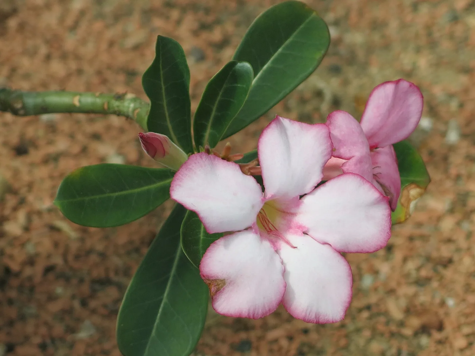Adenium obesum Nangngam