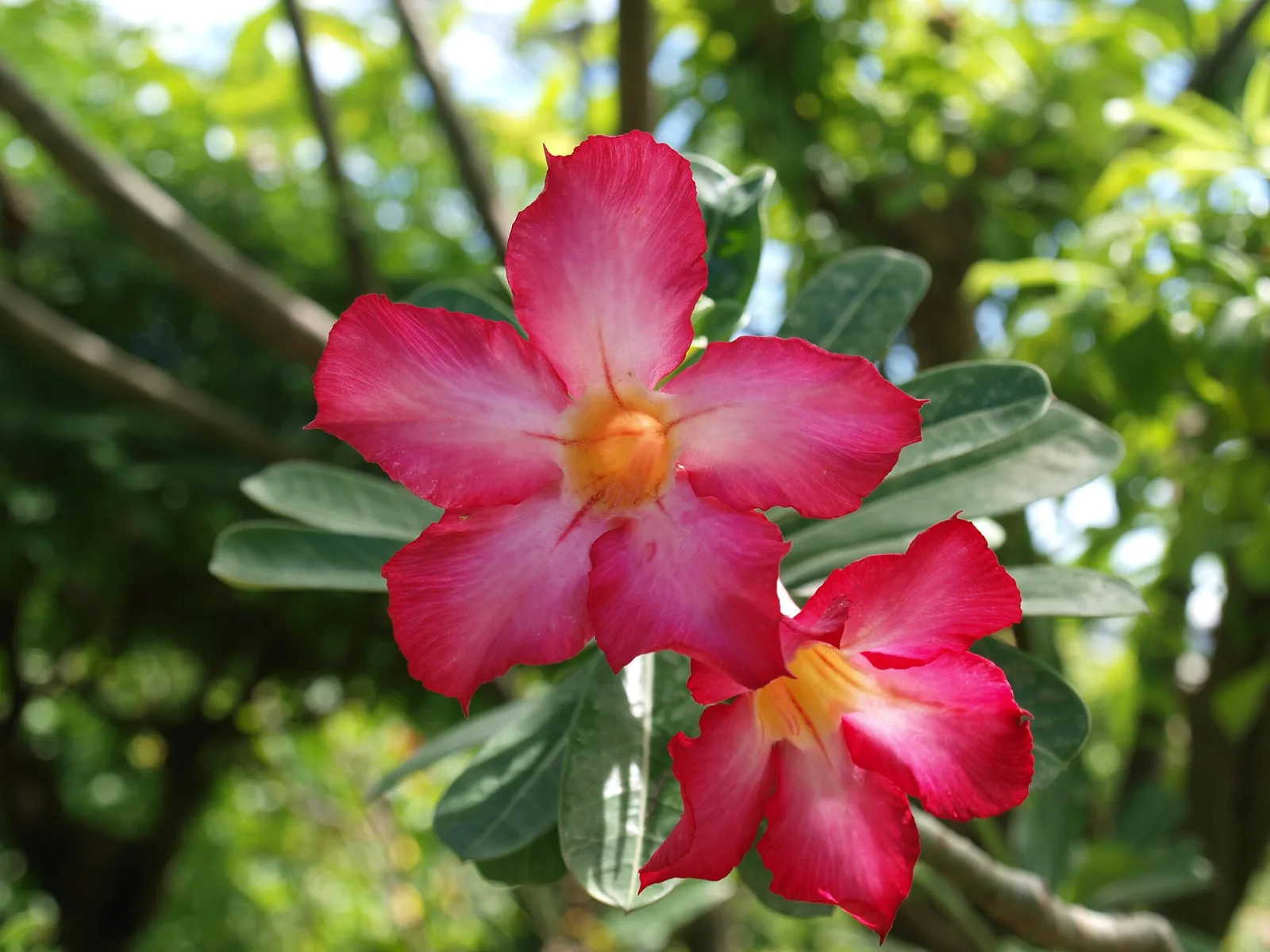 Adenium obesum Pawpun