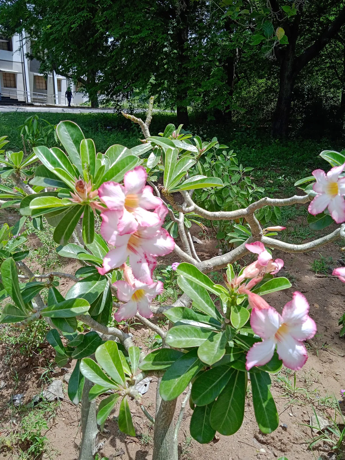 Adenium obesum Tongake