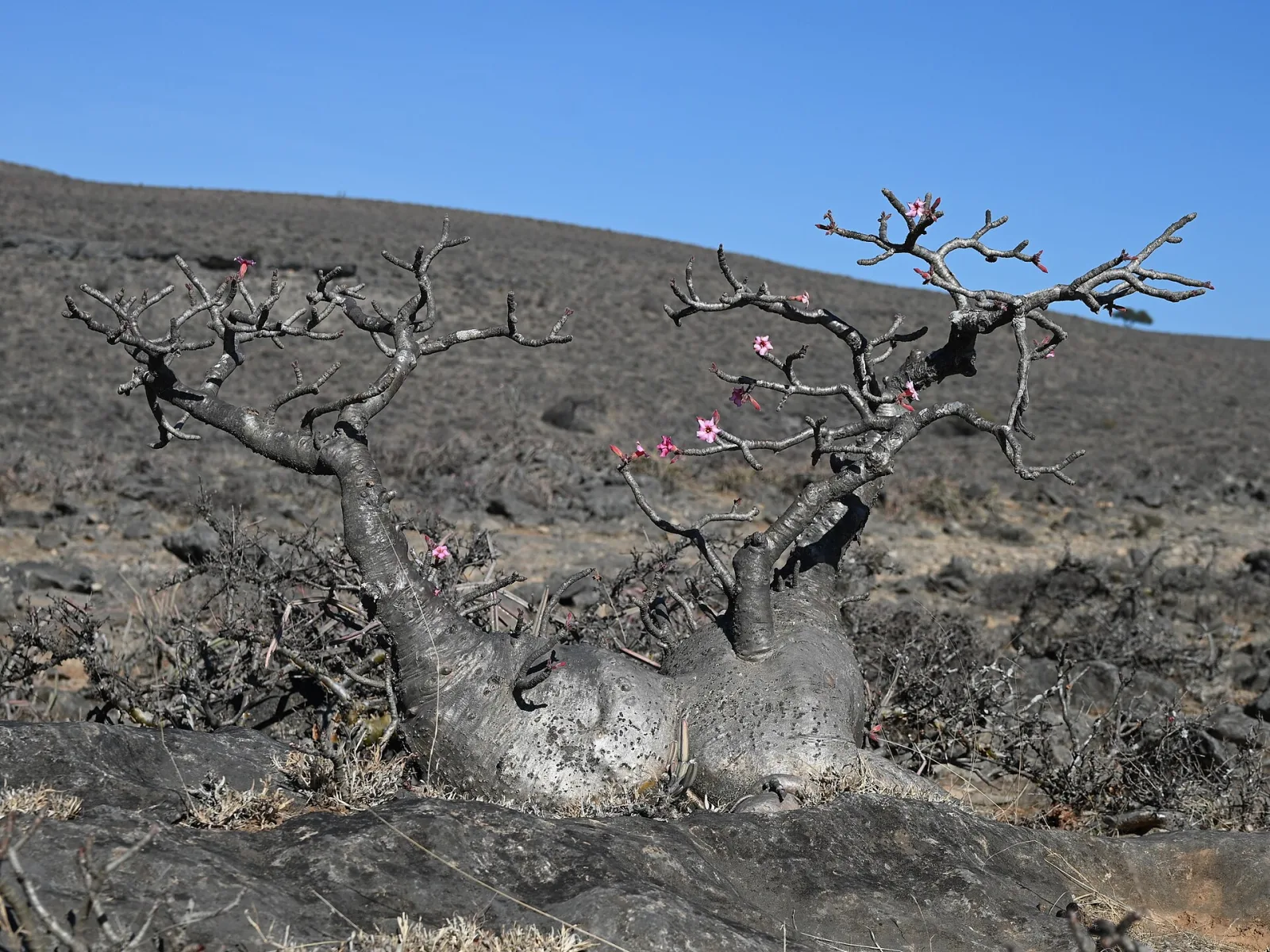 Adenium obesum Black Steel