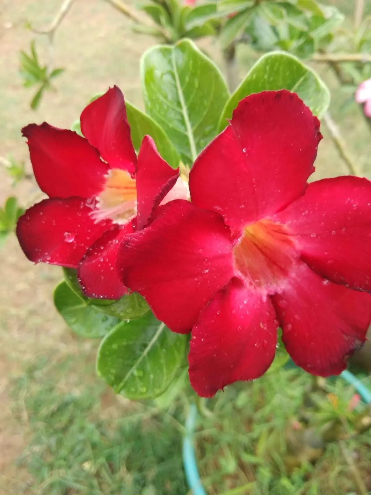 Adenium obesum Bondyred
