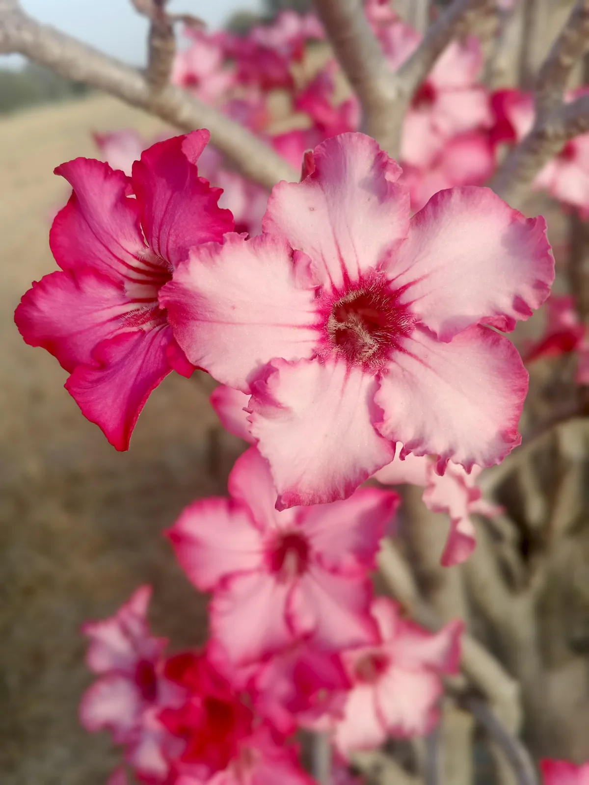 Adenium obesum Rose