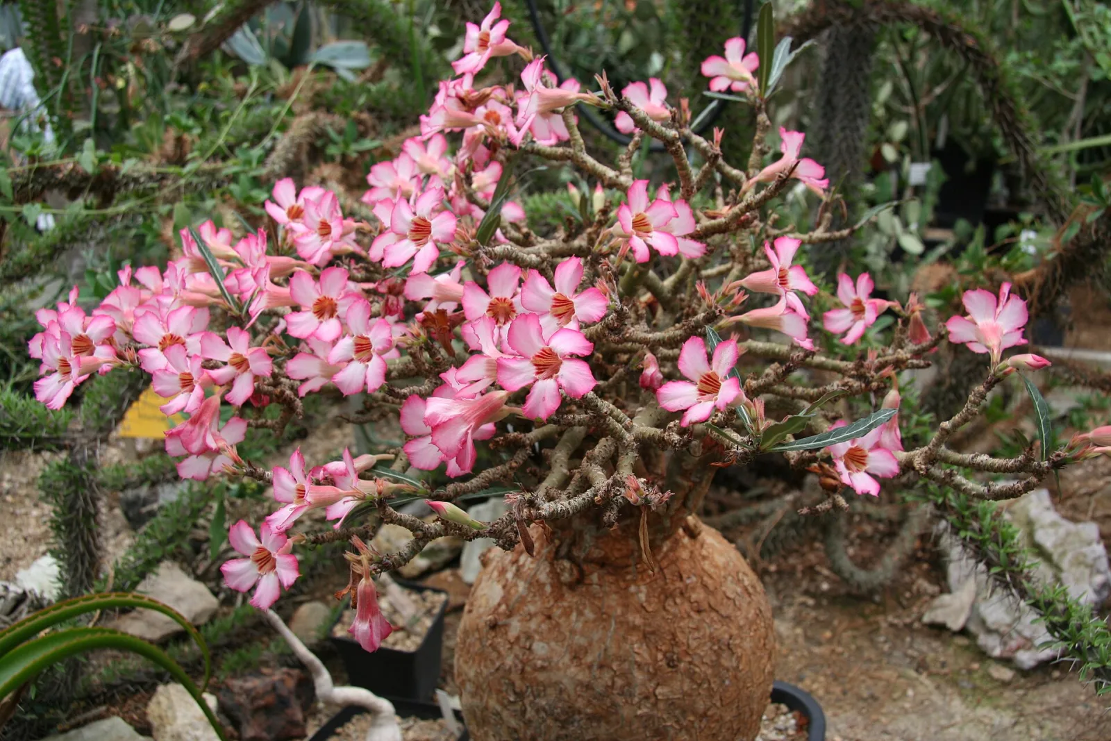 Adenium somalense var. crispum