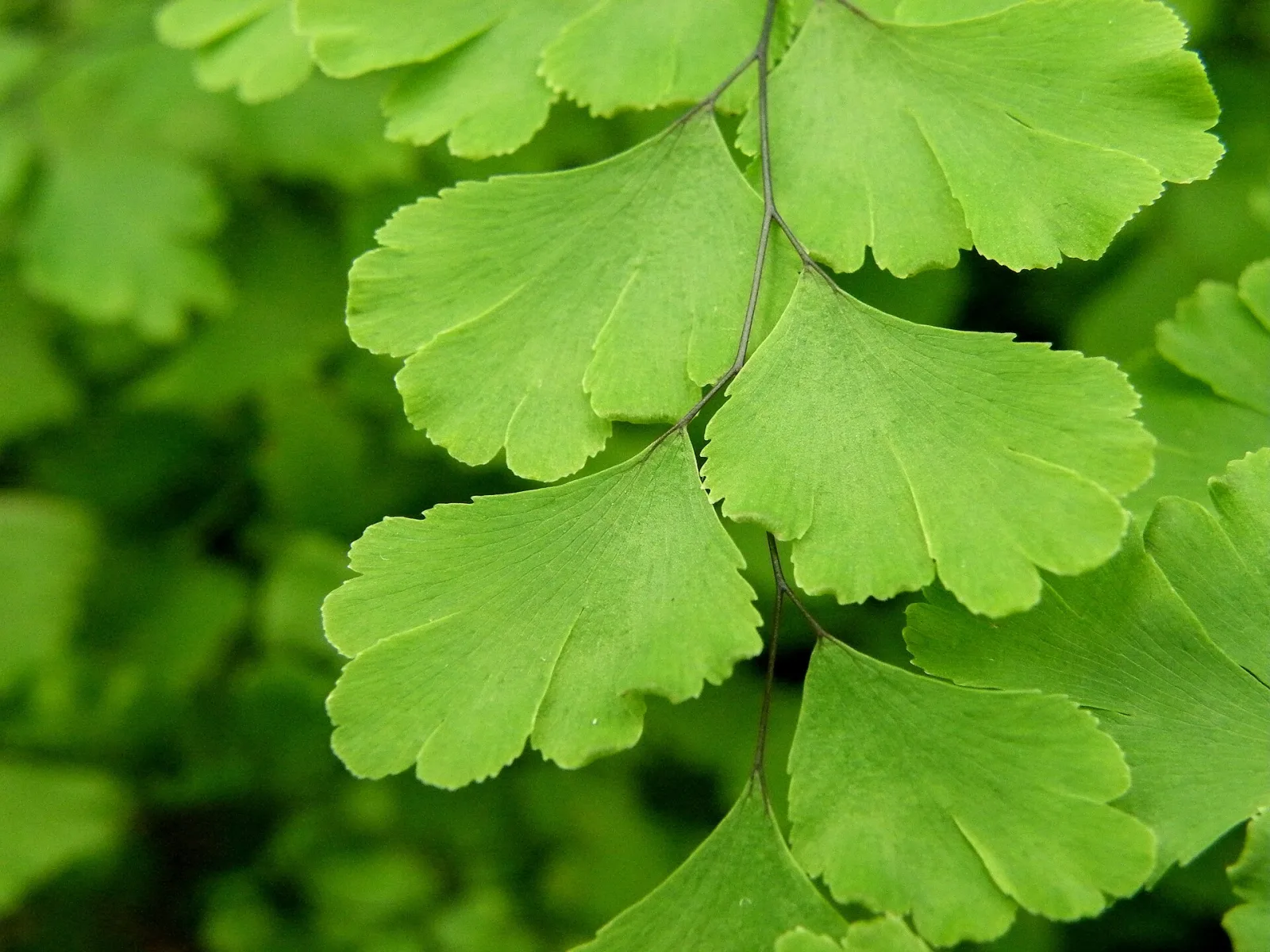 Adiantum capillus veneris