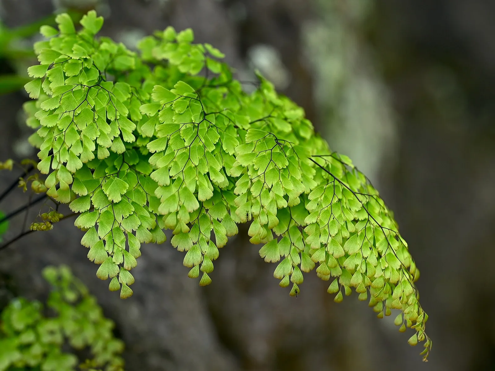 Adiantum capillus veneris