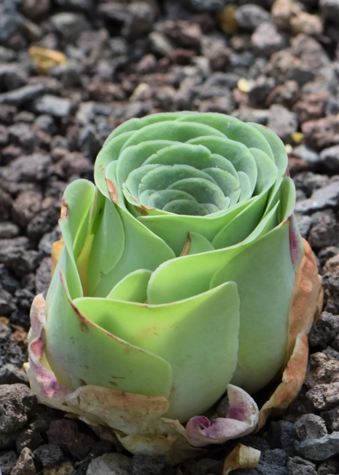 Greenovia aurea