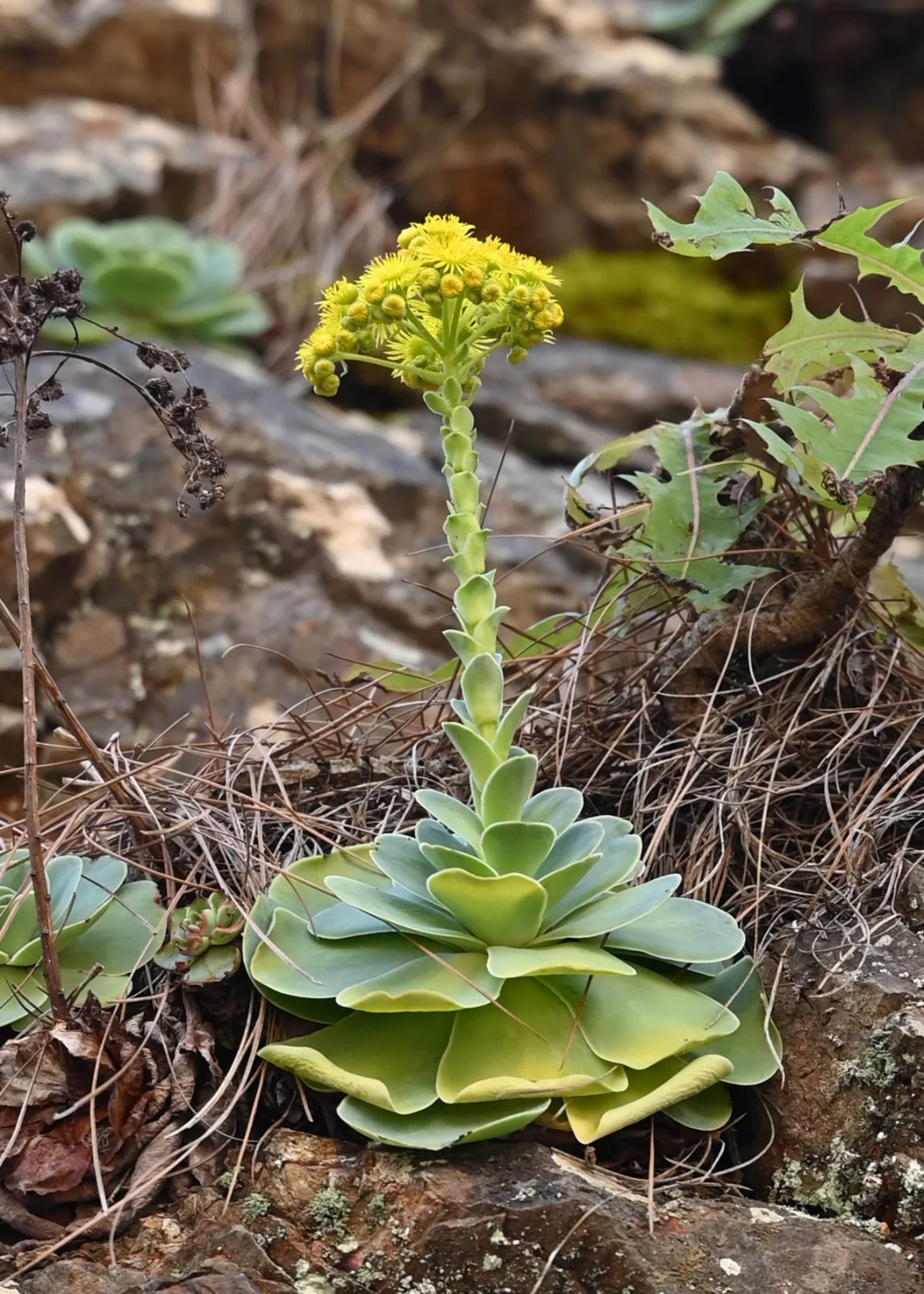 Greenovia aurea