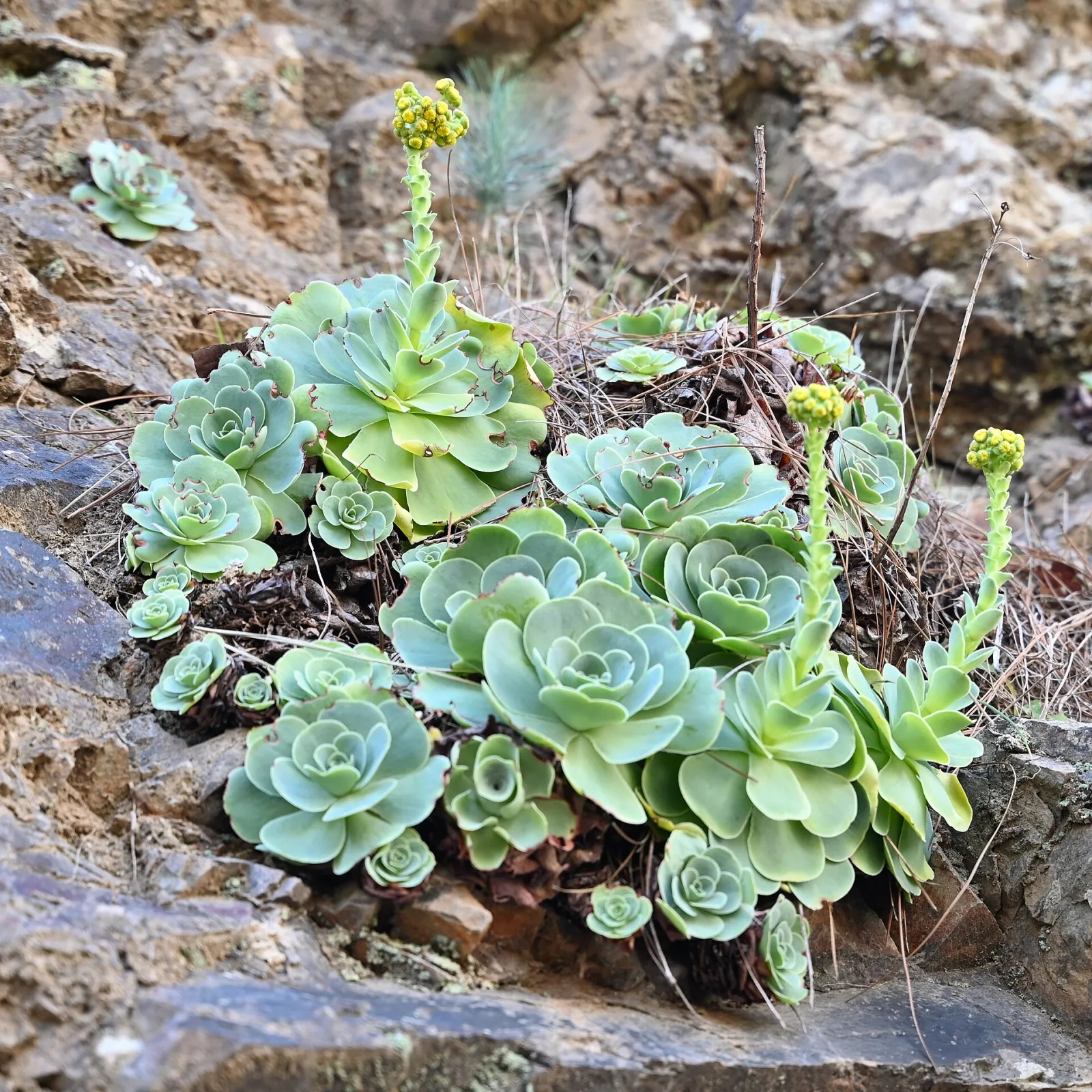 Greenovia aurea