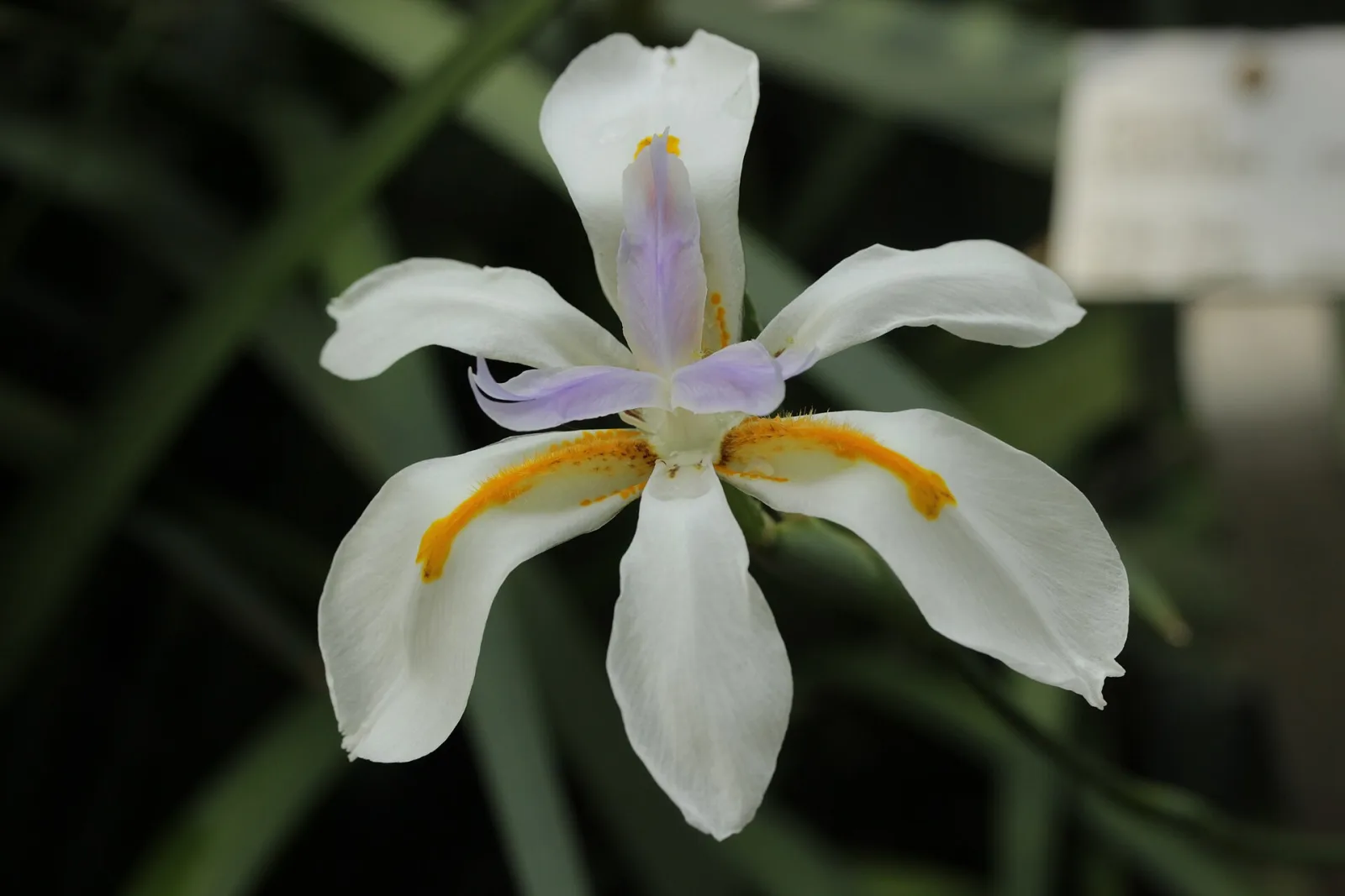 Dietes iridioides