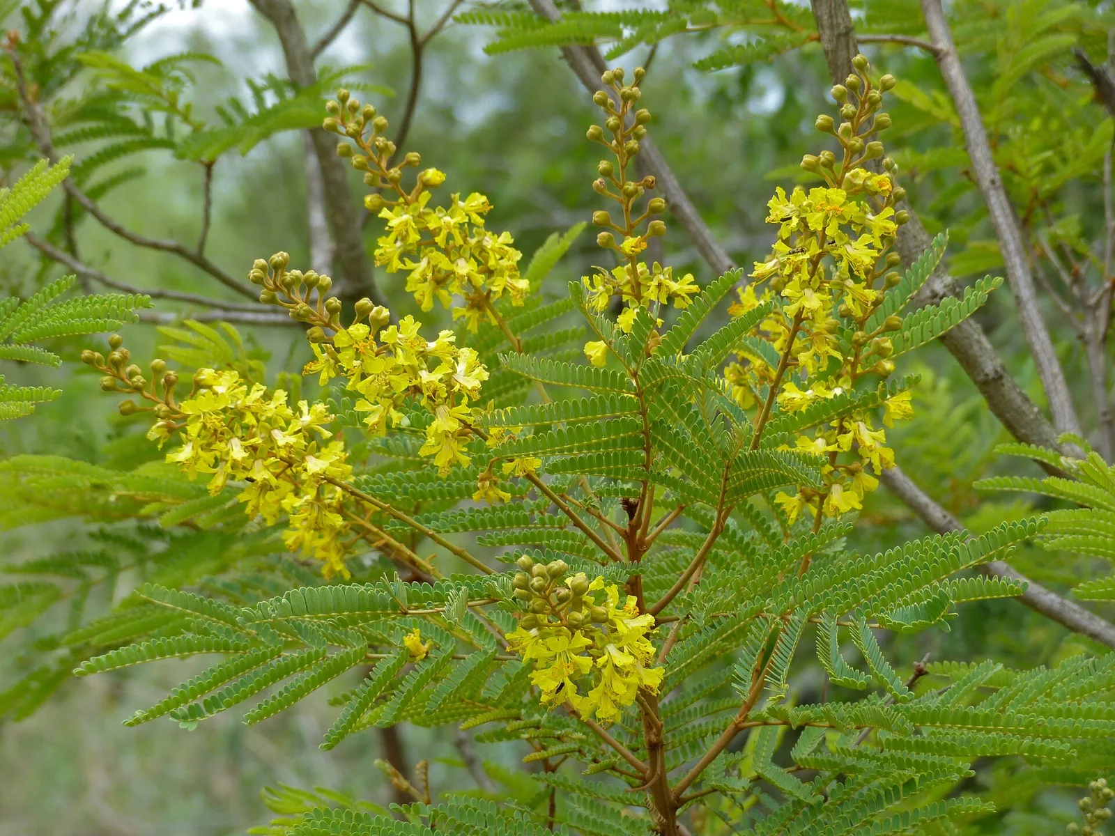Peltophorum africanum