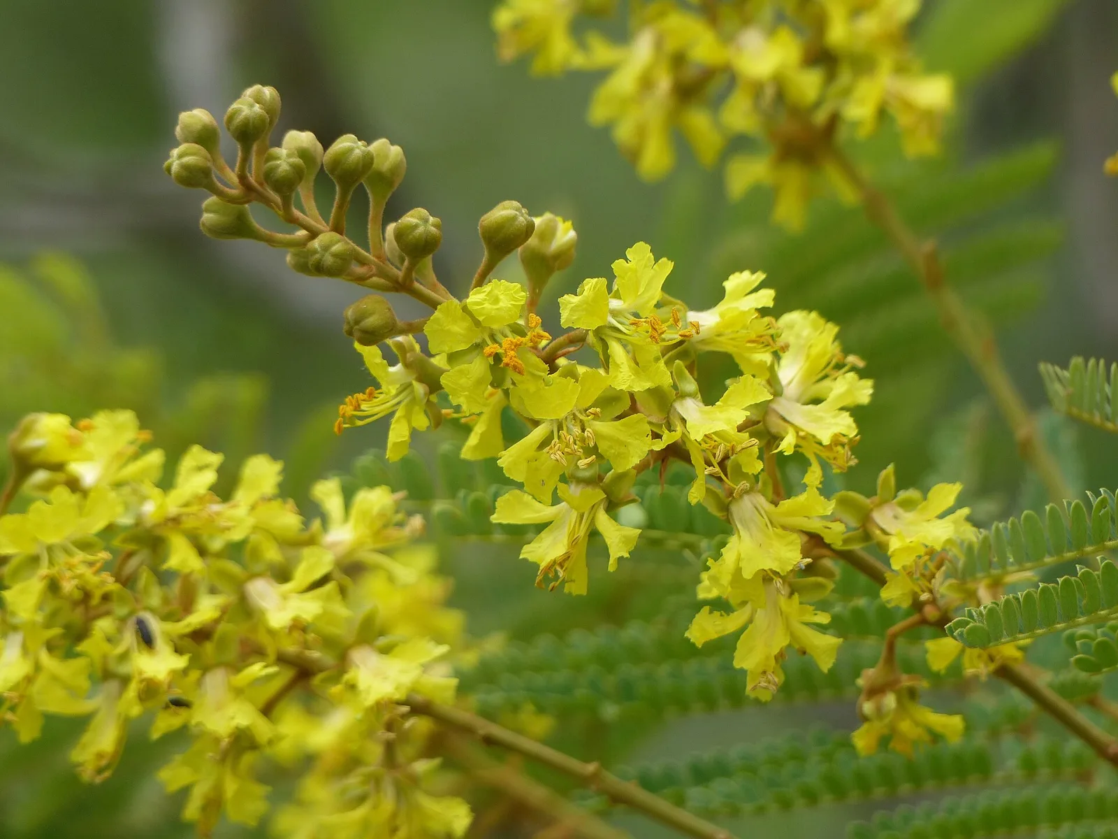 Peltophorum africanum