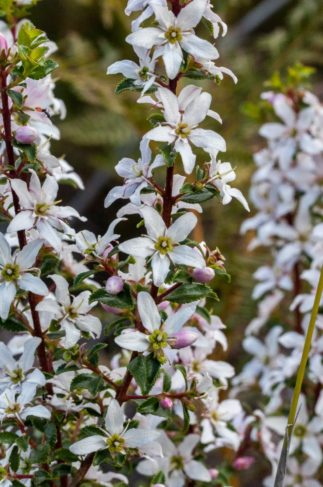 Agathosma betulina