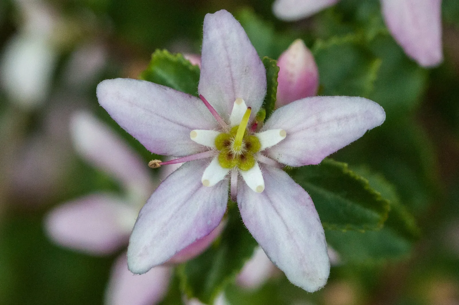 Agathosma betulina