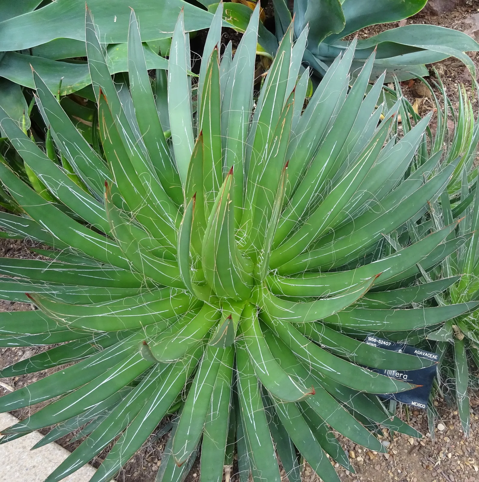 Agave filifera Samen