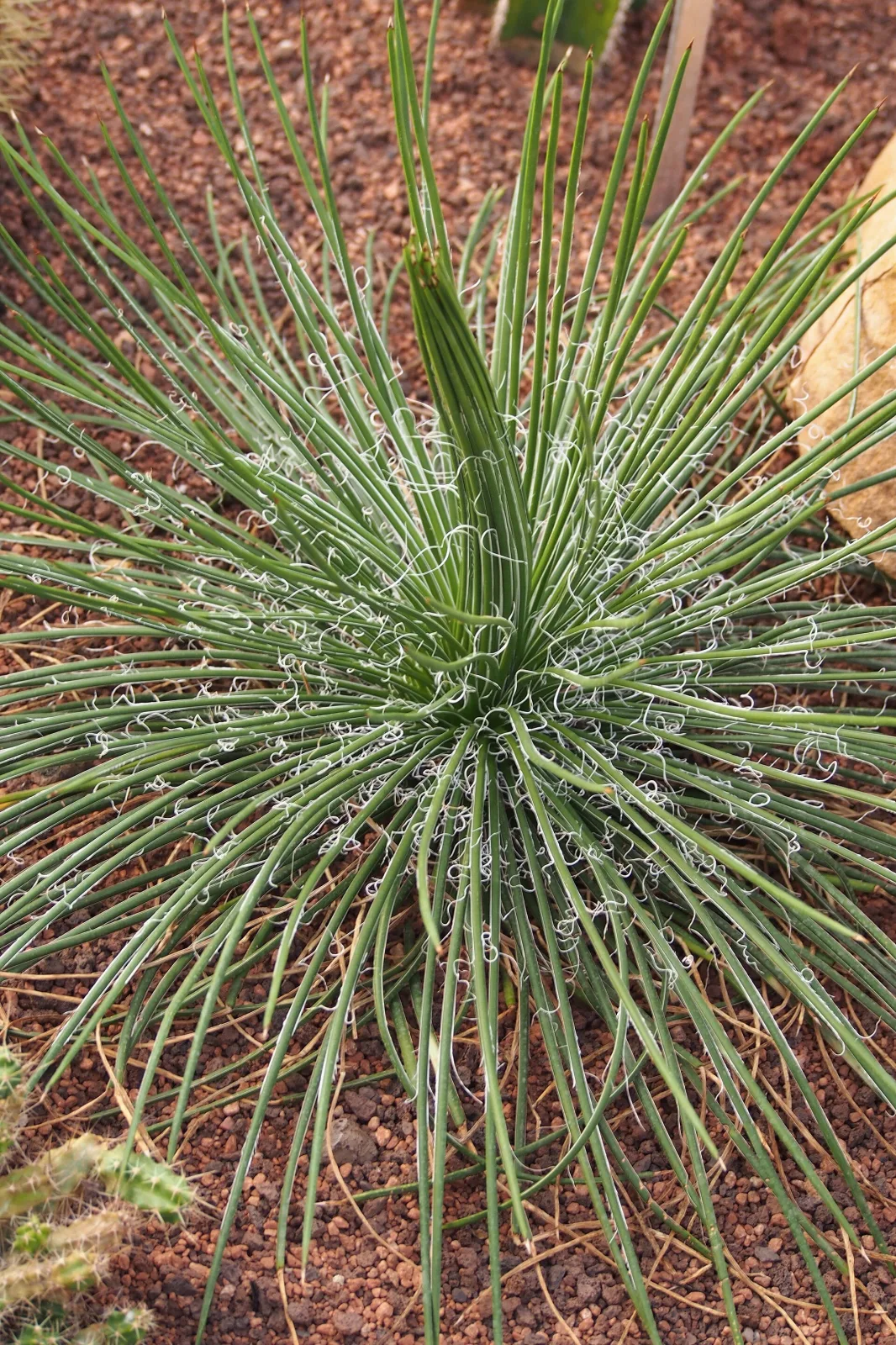 Agave geminiflora