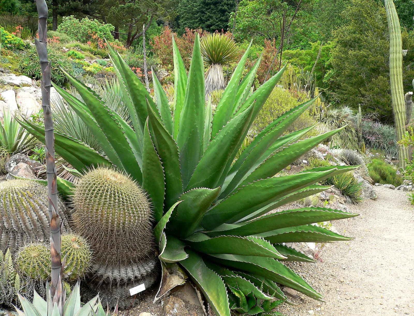Agave gentryi