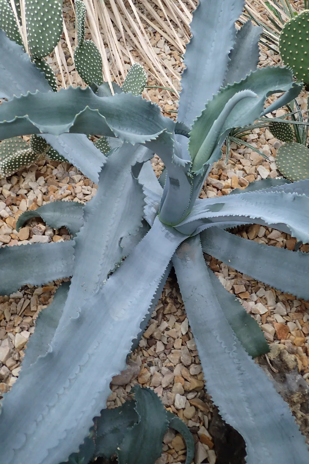 Agave gypsophila