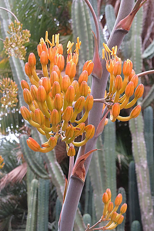 Agave gypsophila