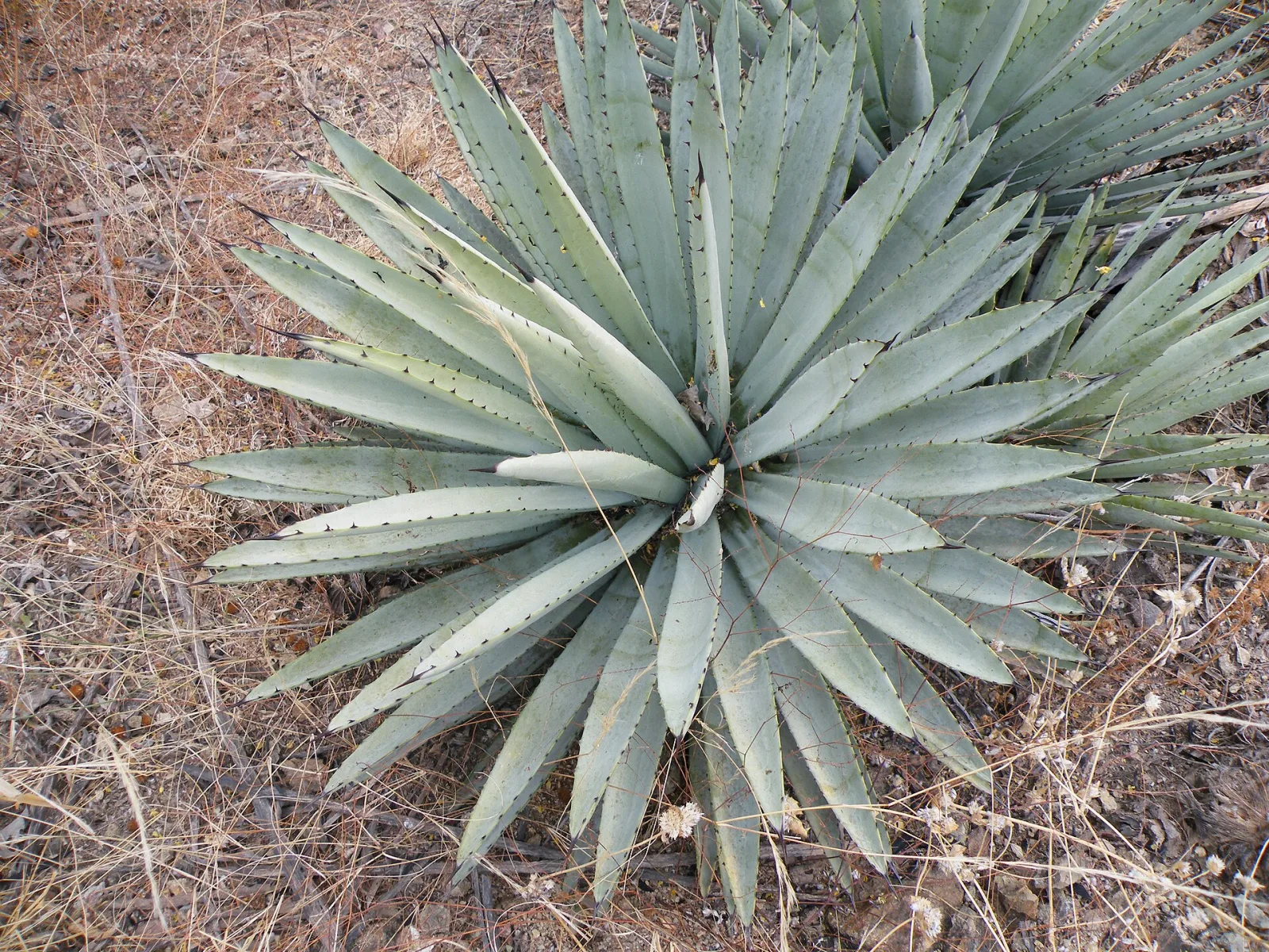 Agave macroacantha