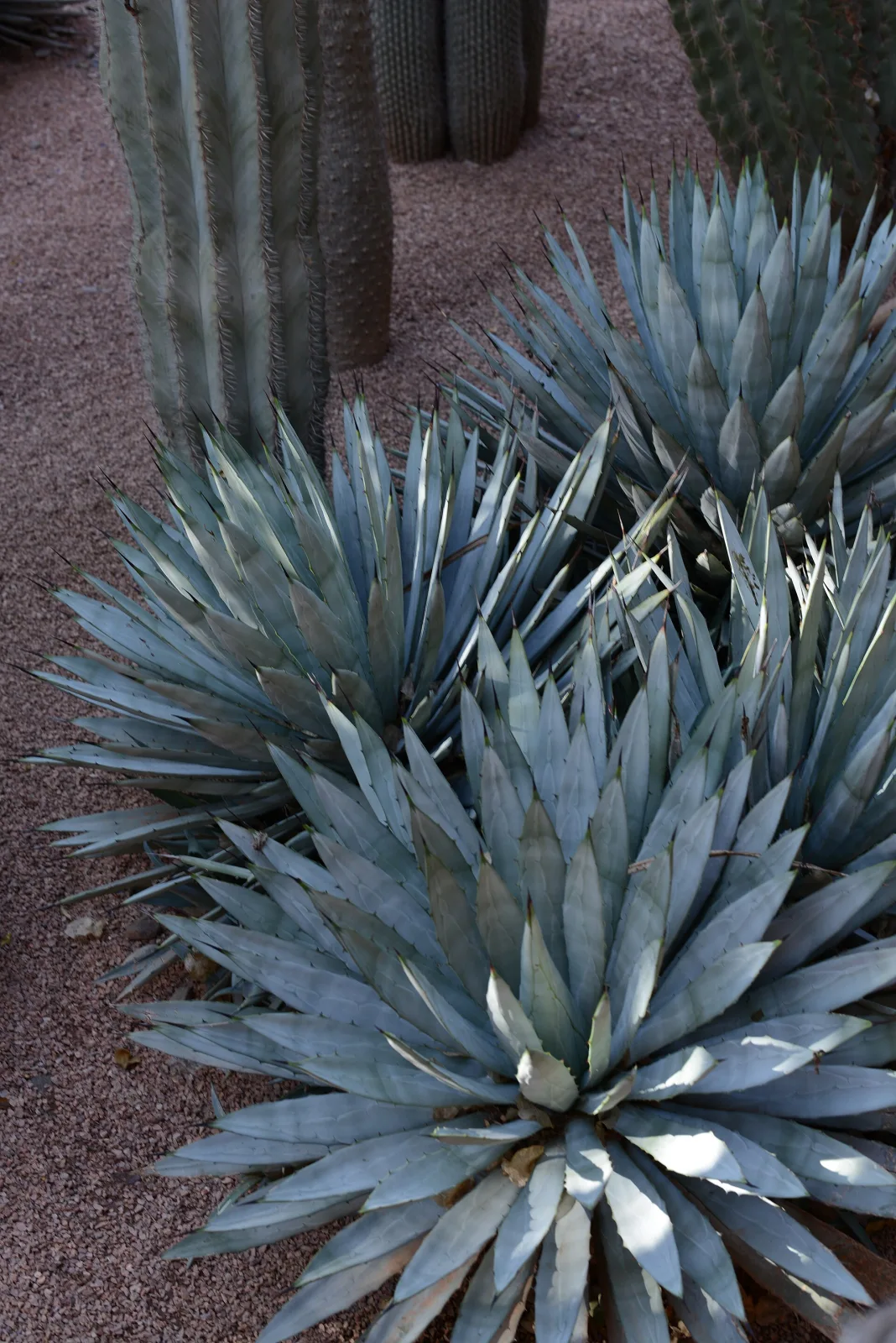 Agave macroacantha