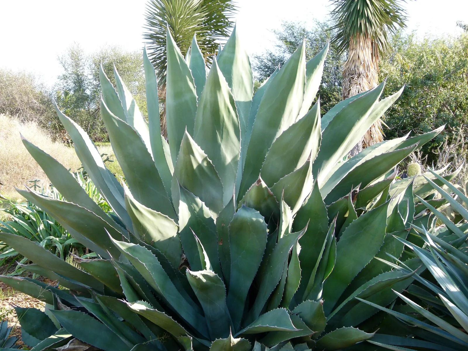 Agave marmorata