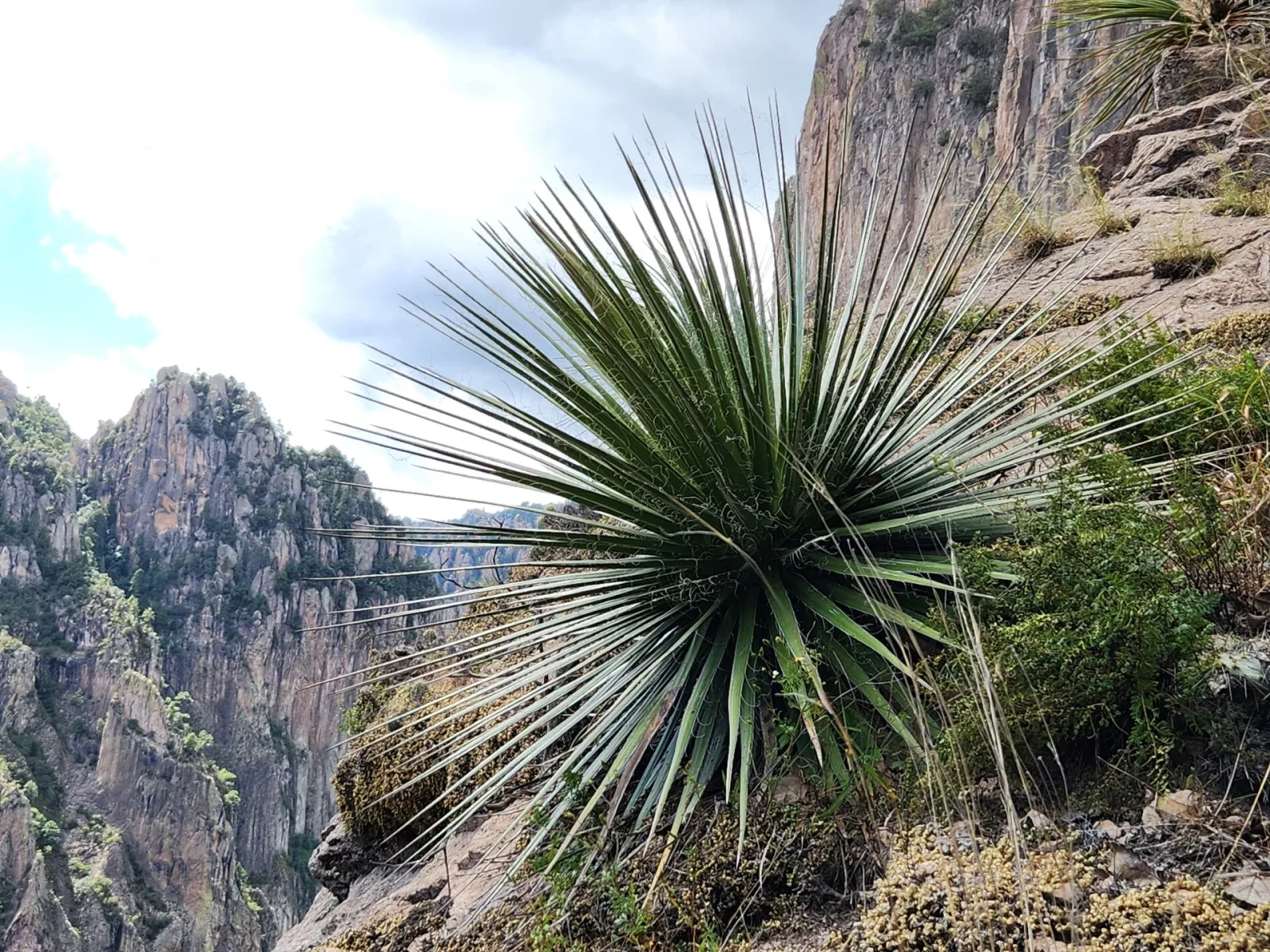 Agave multifilifera