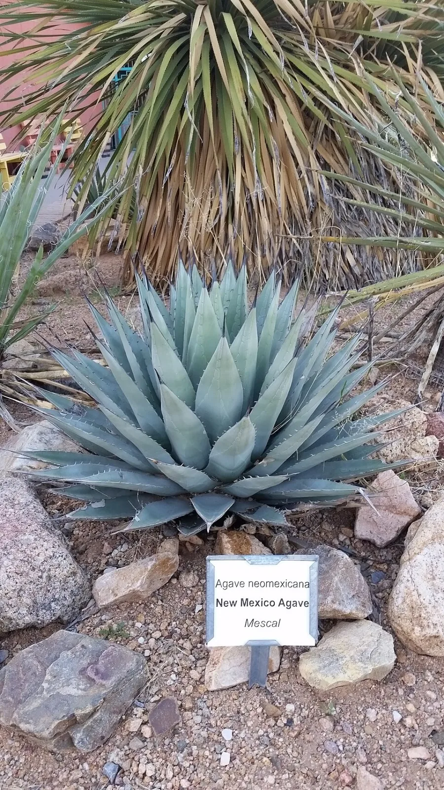 Agave neomexicana