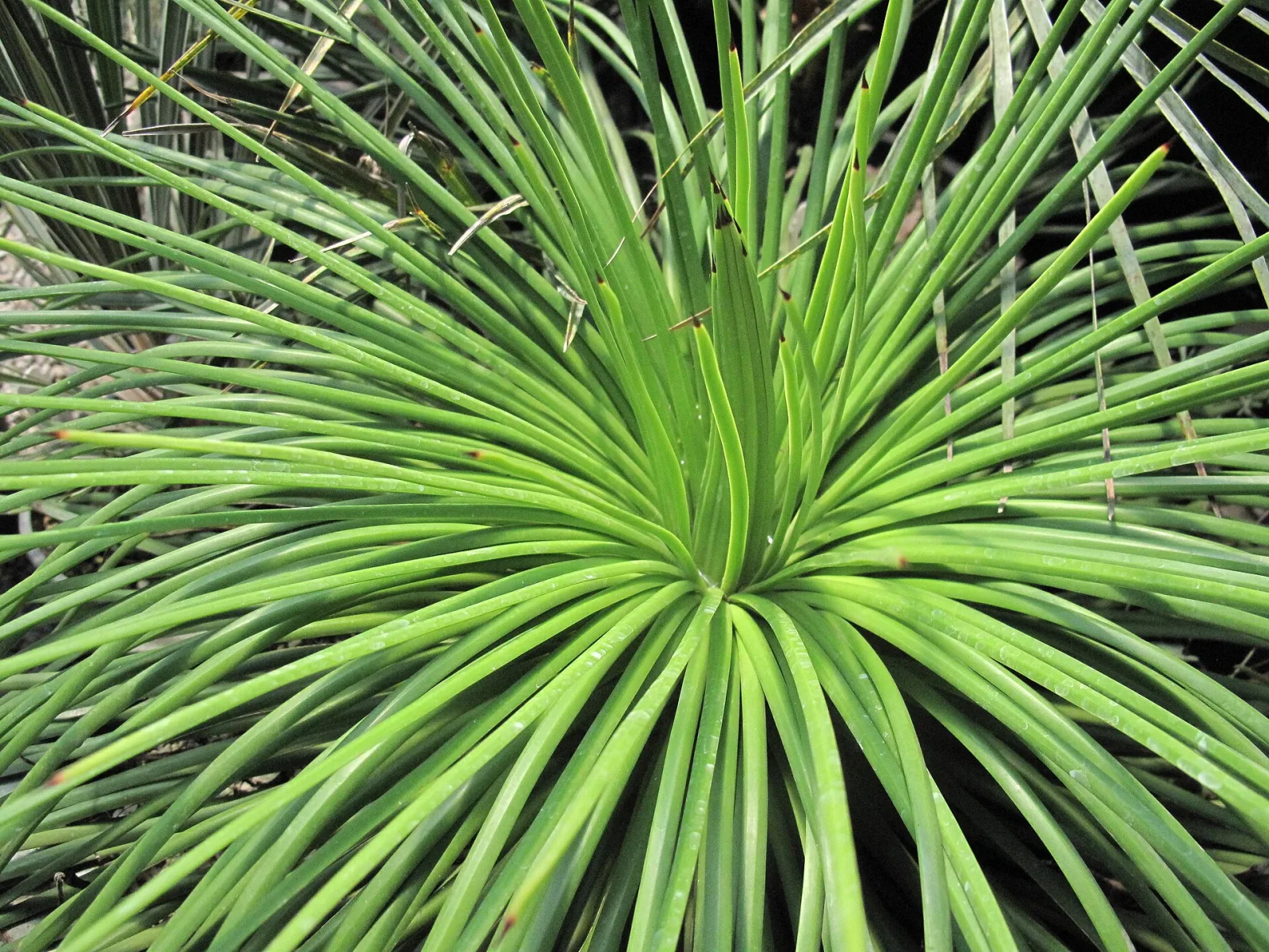 Agave ornithobroma