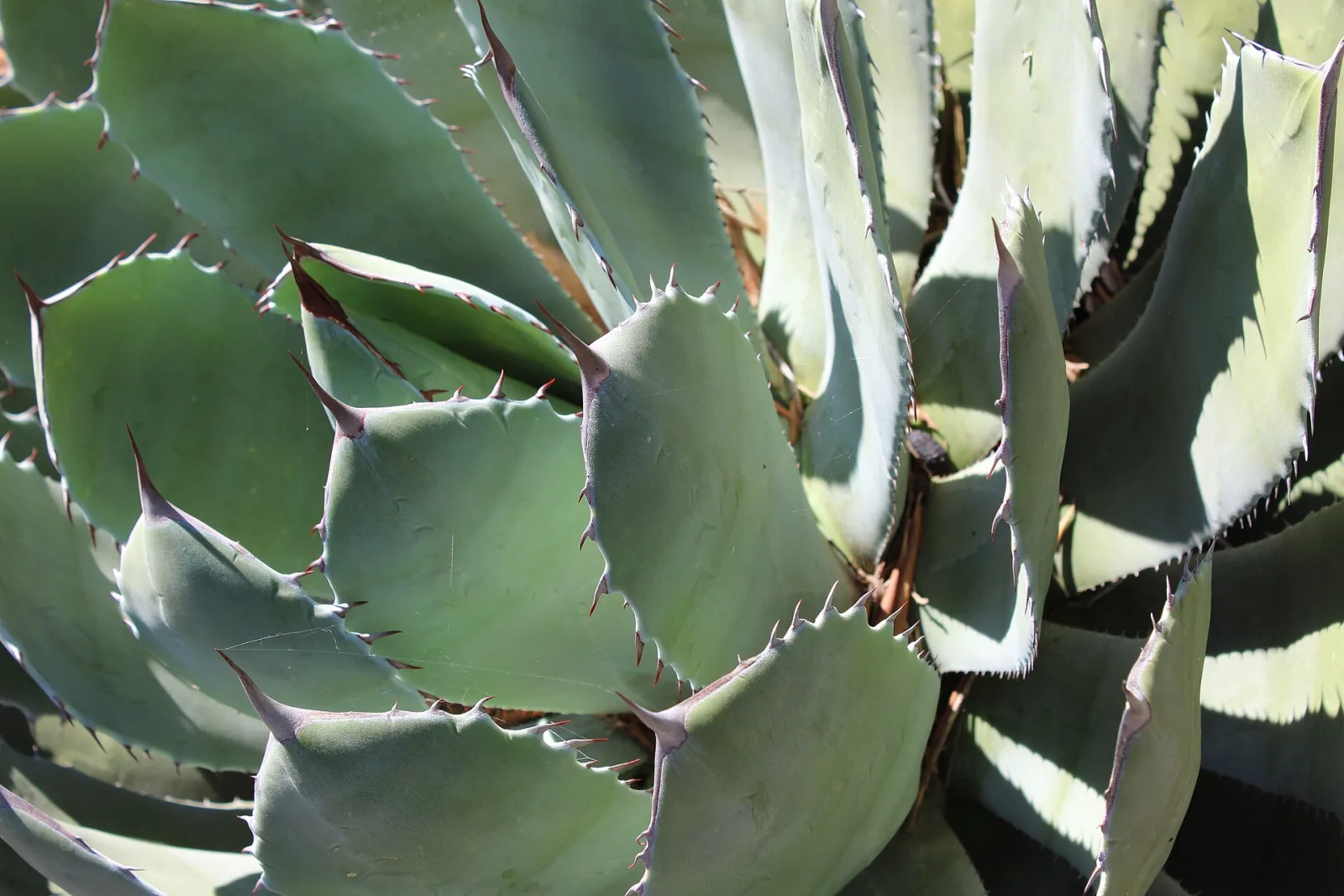 Agave potatorum