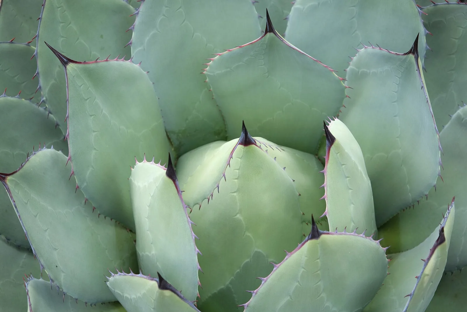 Agave potatorum