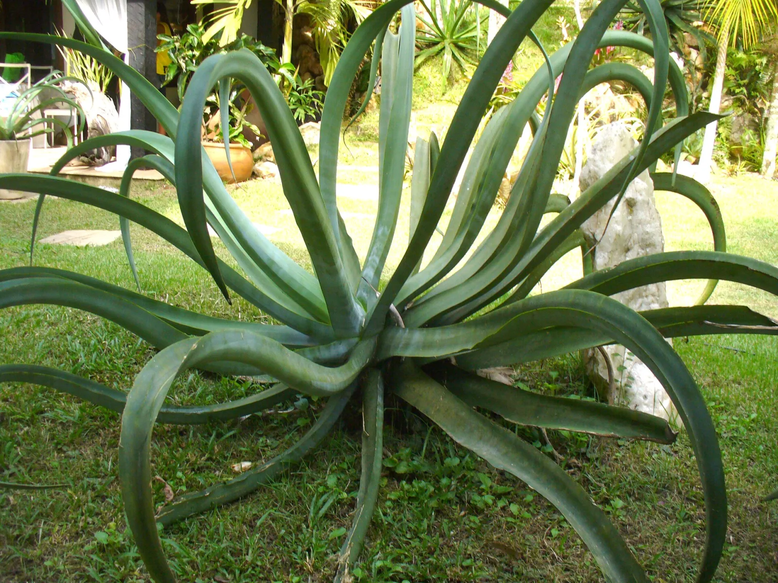 Agave vilmoriniana