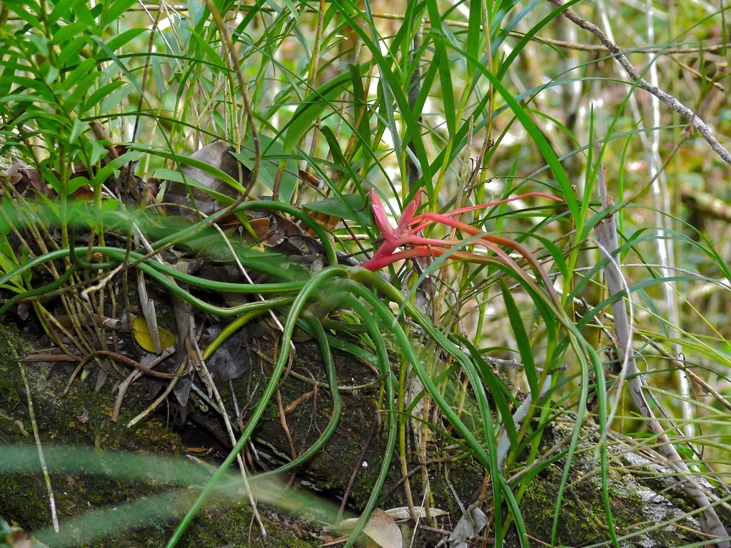 Tillandsia bulbosa