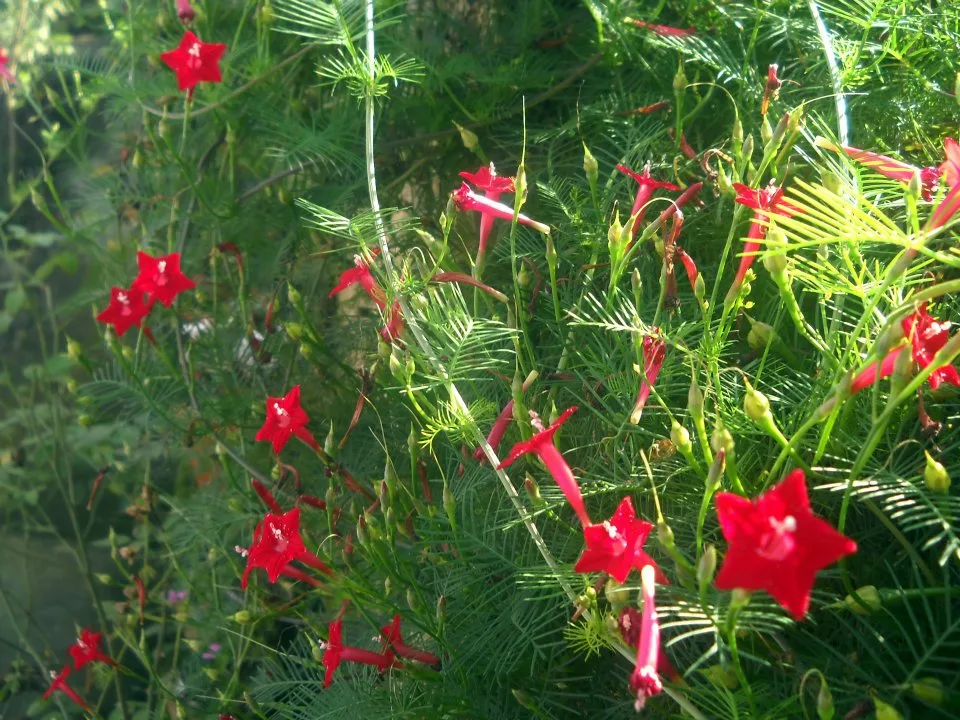 Ipomoea quamoclit