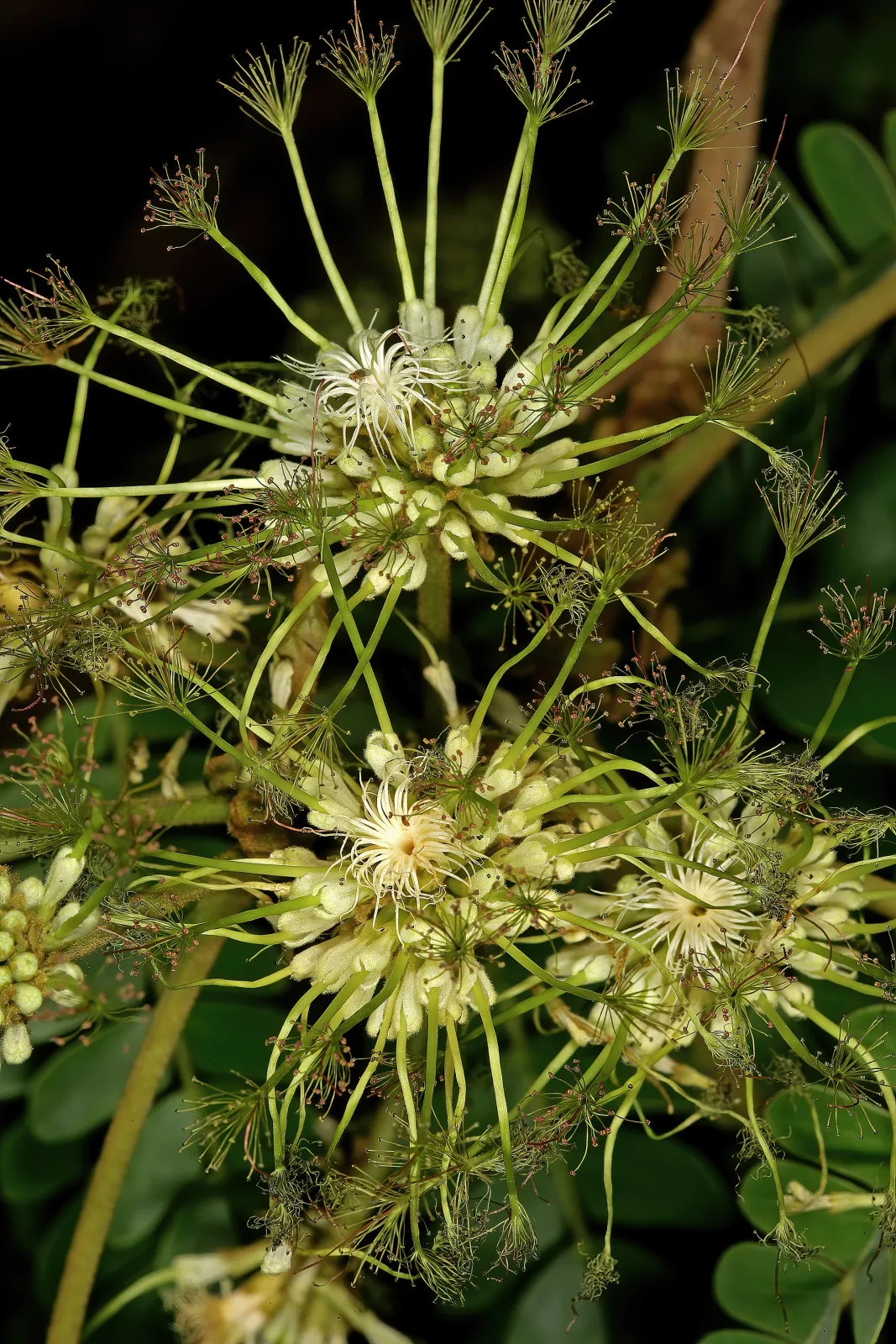 Albizia adianthifolia