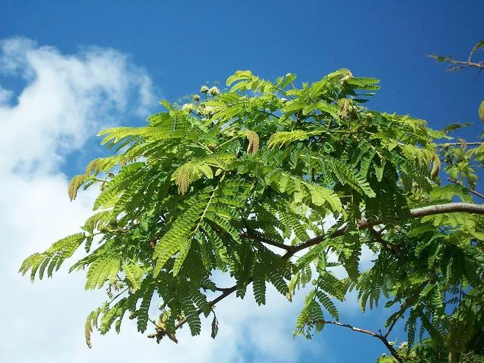 Albizia adianthifolia