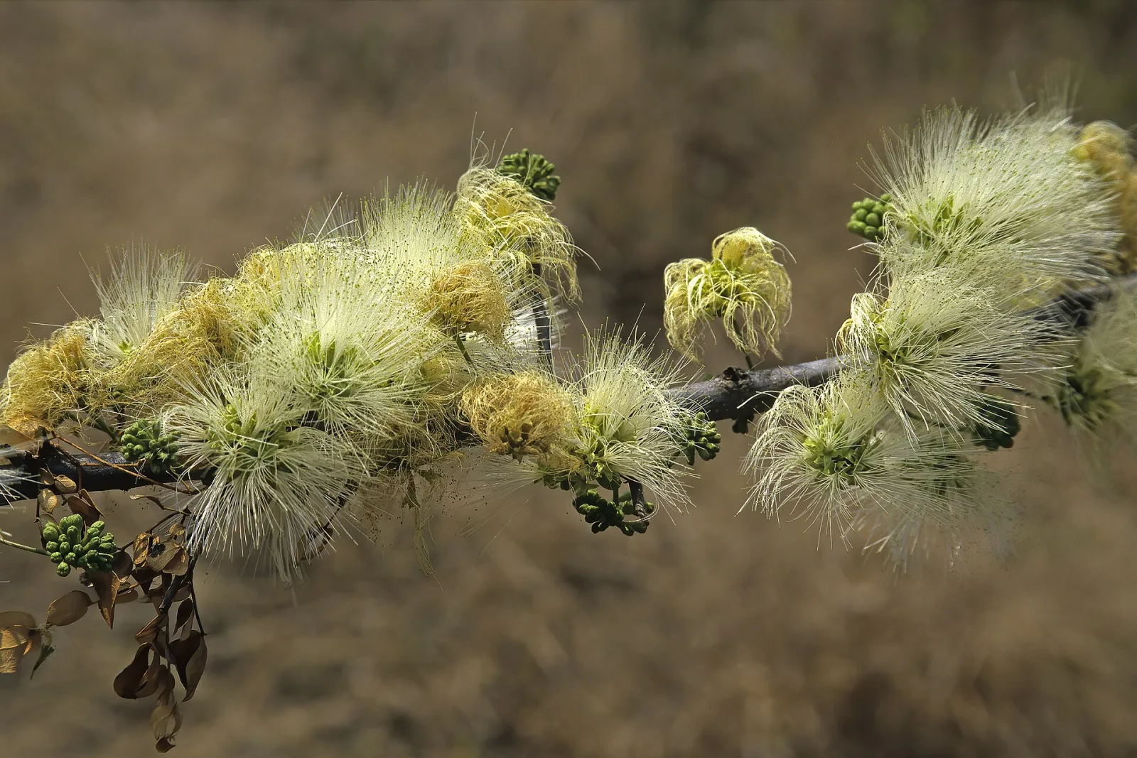 Albizia anthelmintica